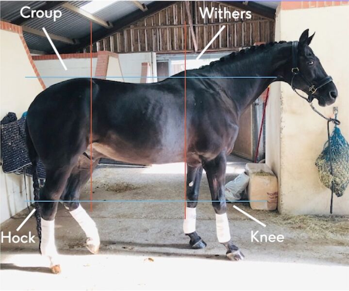 File:Horse assessment.jpg