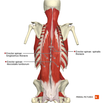 Muscles of the back erector spinae group Primal.png