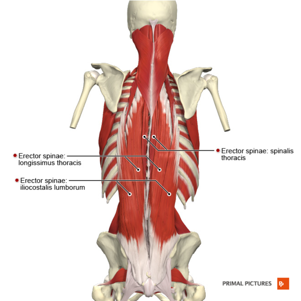 File:Muscles of the back erector spinae group Primal.png
