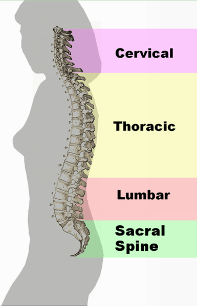 File:Spinal column curvature 2011.png
