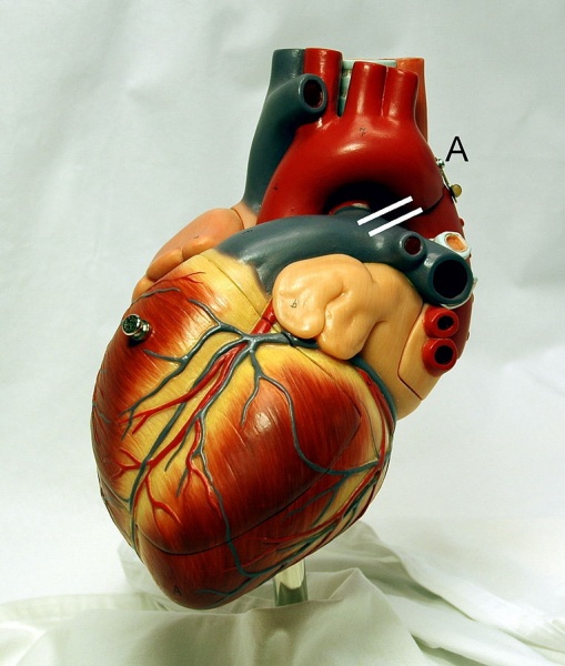 File:Heart model.jpg