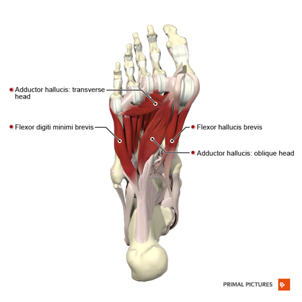 File:Plantar muscles of the foot third layer Primal.png