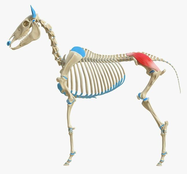 File:Equine middle gluteal (gluteus mediaus) .jpeg