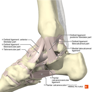 Ligaments of the ankle medial aspect Primal.png