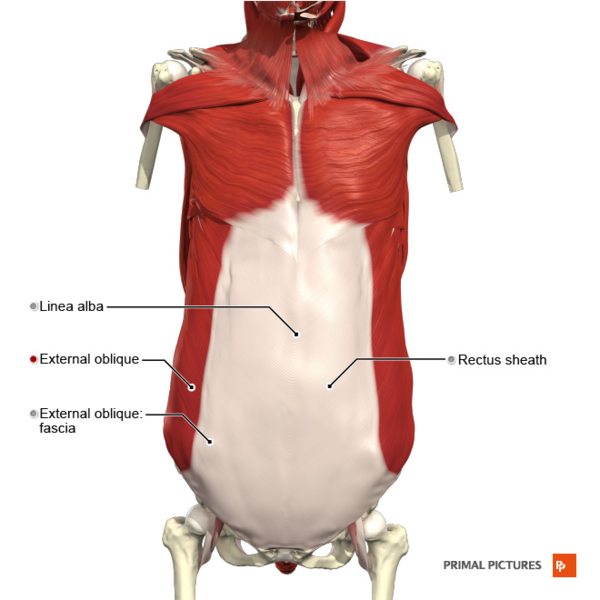 File:Anterior abdominal wall superficial muscles Primal.png
