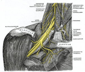 Thoracic Outlet Syndrome  Concise Medical Knowledge
