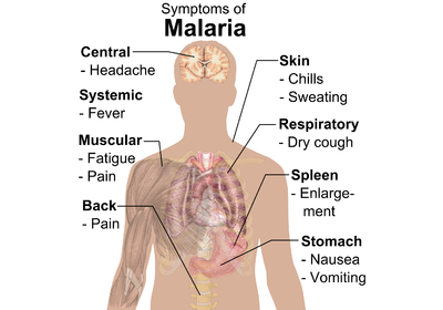 Malaria whitebackground.png