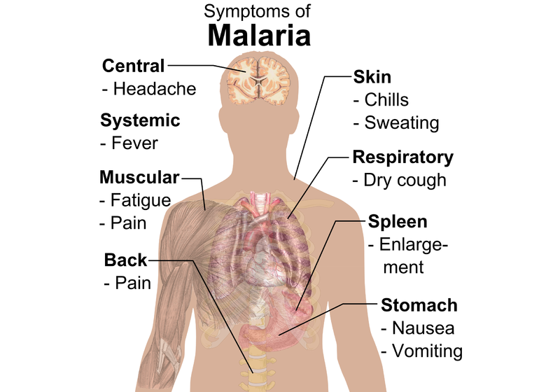 File:Malaria whitebackground.png