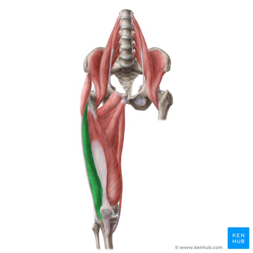 Vastus lateralis muscle (highlighted in green) - anterior view