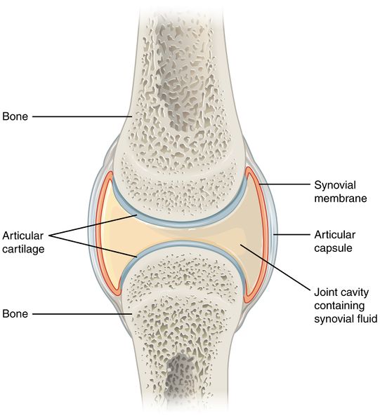File:Synovial Joints.jpg