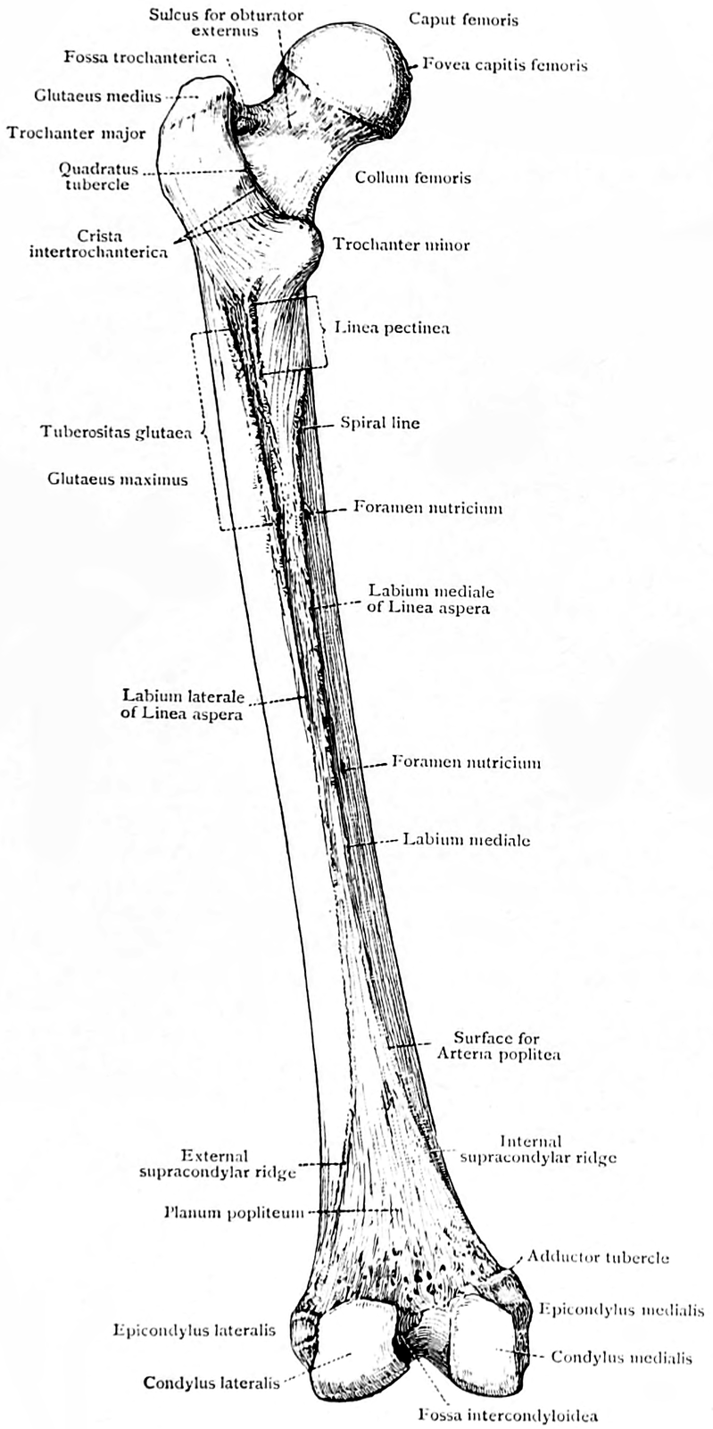 Femur - Physiopedia