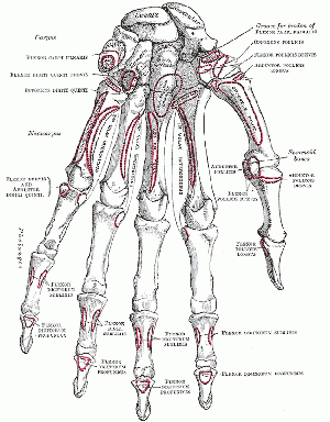 Bones - Volar of Left Hand - Gray's Anatomy