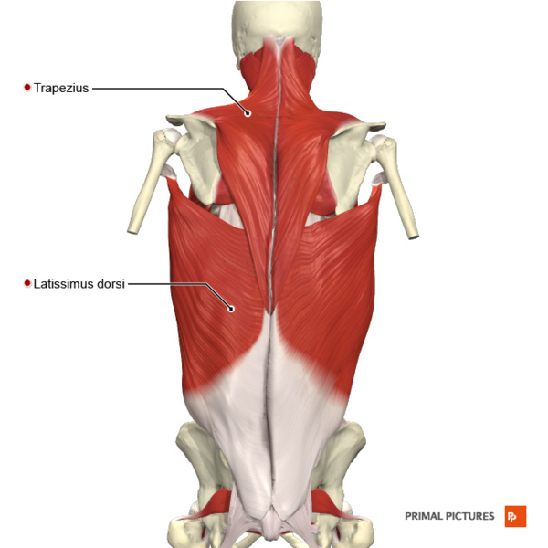 File:Muscles of the back superficial layer Primal.png