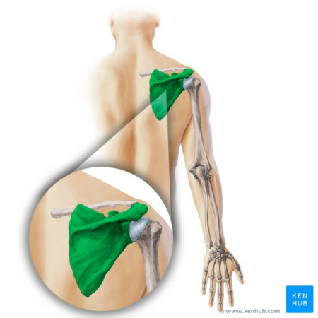 Scapula bone (highlighted in green) - posterior view