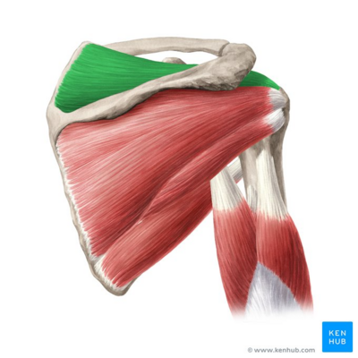 Supraspinatus muscle (highlighted in green) - posterior view