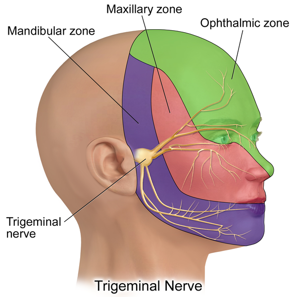 File:Trigeminal Nerve.png