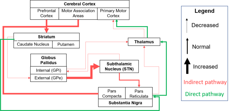 File:Hierarchical organization of Cortico-basal pathways. B. Pathological changes wtih HD.png