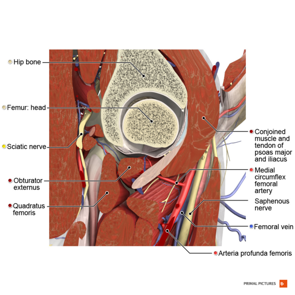 File:Sagittal section of the structures of the hip 2 Primal.png
