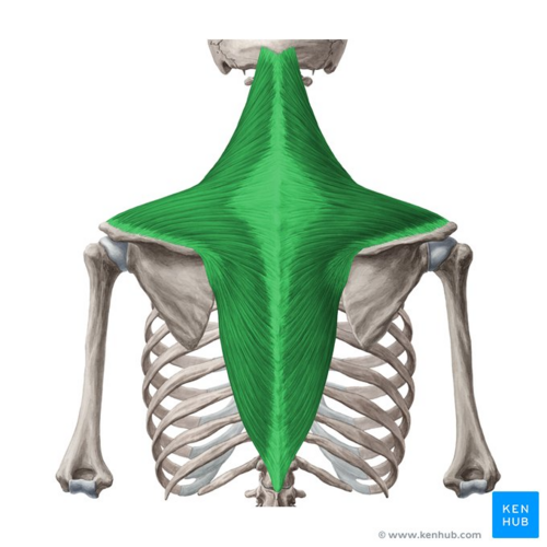 Trapezius muscle (highlighted in green) - posterior view