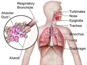 Respiratory System basic.png