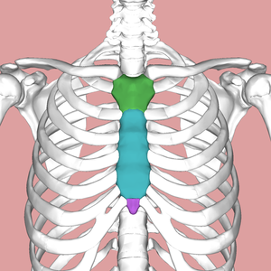 The sternum causes to pop what 