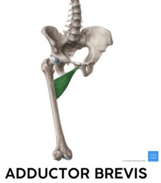 File:Adductor Brevis Muscle.jpg