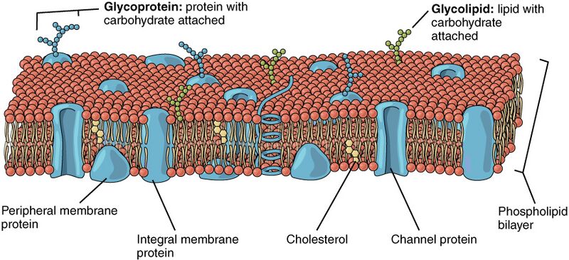 File:Lipid Bilayer With Various Components.jpeg
