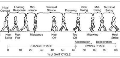 Ranchos Los Amigos Stages of Gait diagram showing each of the different stages of gait