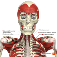 Deep muscles of the head and neck anterior aspect Primal.png