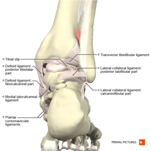 Ligaments of the ankle posterior aspect Primal.png