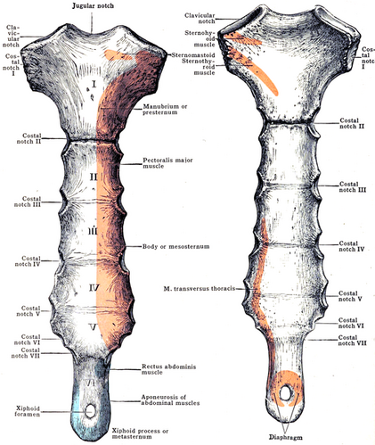 Sternum muscle attachment.png