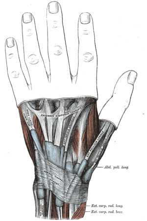 Extensor Retinaculum (Wrist) - Physiopedia