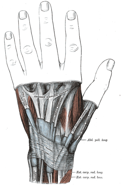 File:Extensor Retinaculum of the wrist.png