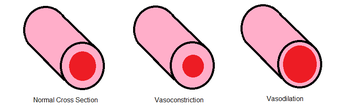 Vasoconstriction and Vasodilation.png