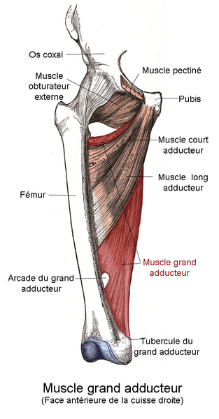 File:Adductor magnus anterior thigh.png