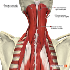 Muscles of the cervical region intermediate muscles Primal.png