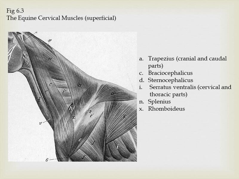 File:Equine Cervical Muscles.jpeg