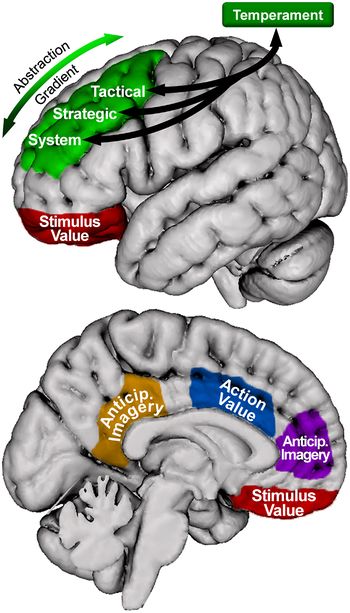 Motivational organization of superior, lateral prefrontal cortex.jpg