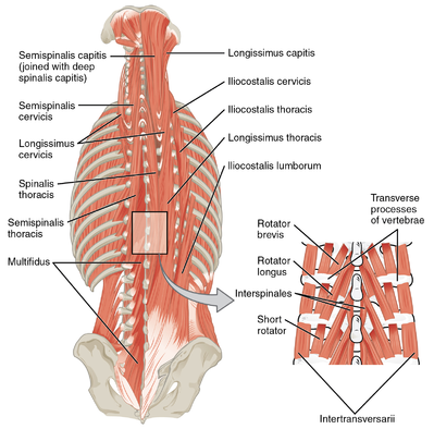 Lumbar Strain - Physiopedia