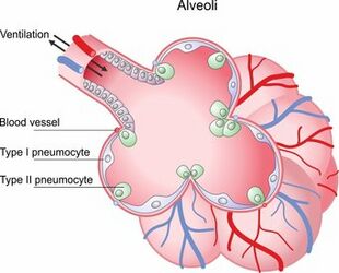Pulmonary Alveoli Diagram
