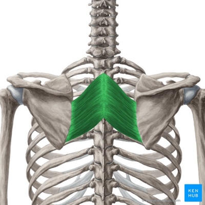 Rhomboid major muscle (highlighted in green) - posterior view