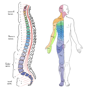 Spinal Cord Segments and body representation.png