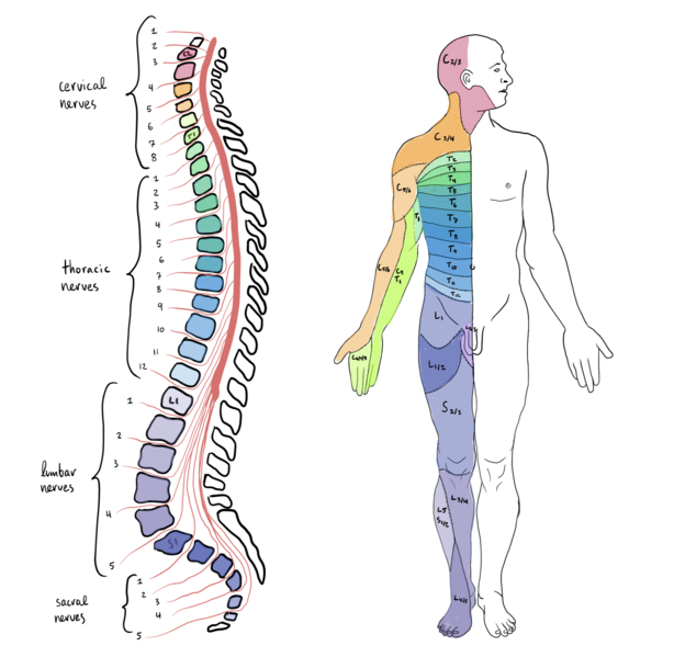 File:Spinal Cord Segments and body representation.png