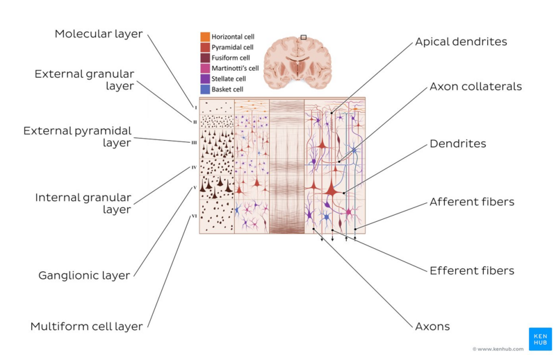 File:Layers and cells of the cerebral cortex - Kenhub.png