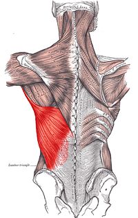 Thoracic Spine Major Muscles - Physiopedia