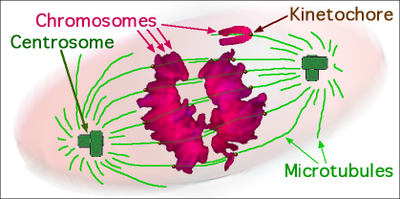 Mitosis diagram.png