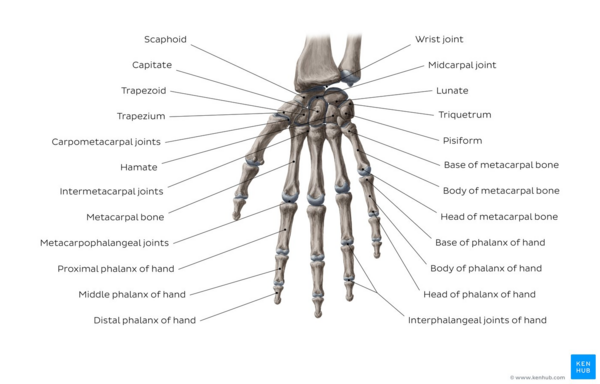 Overview of the bones of the wrist and hand