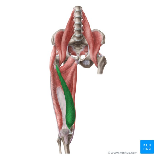 Vastus medialis muscle (highlighted in green) - anterior view