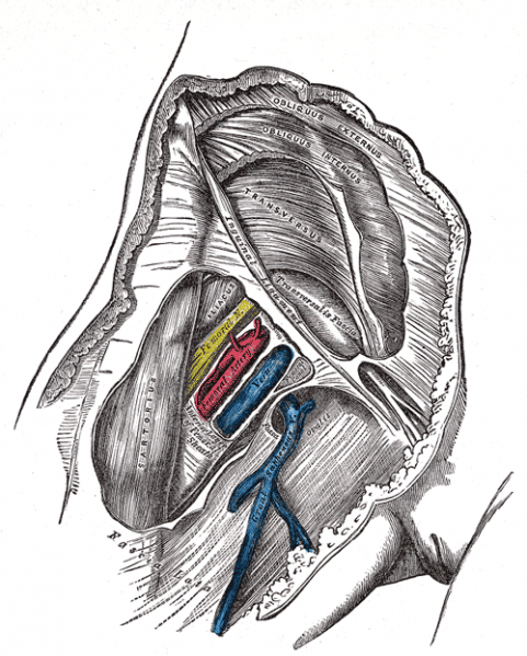 File:Femoral triangle.png