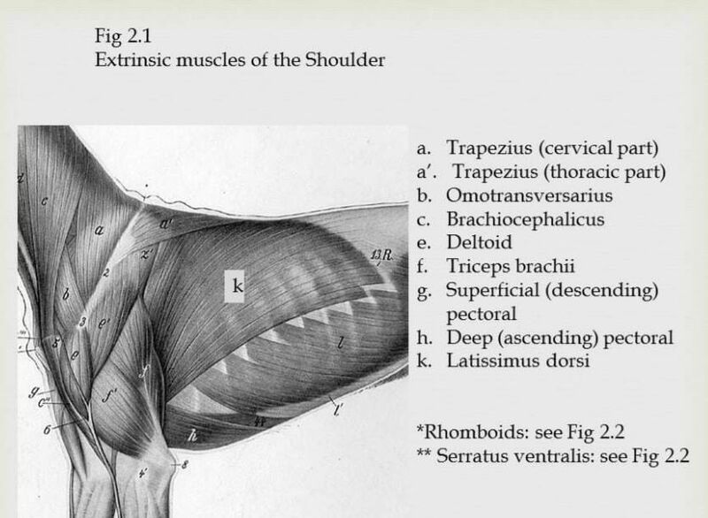 File:Canine shoulder extrinsic muscles.jpeg